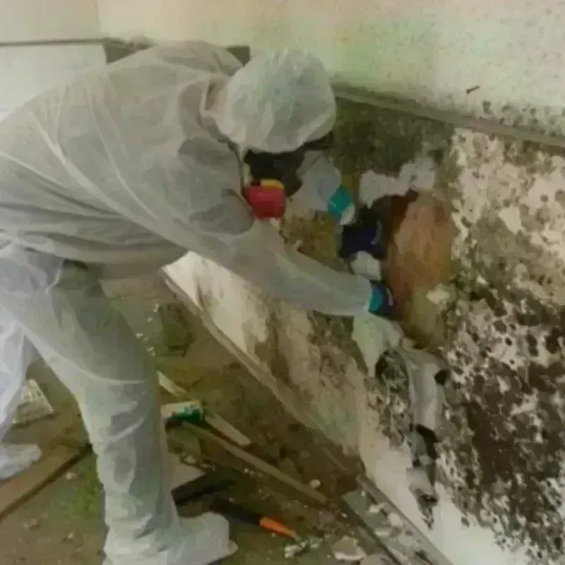 Mold Remediation and Removal in Harlem, GA